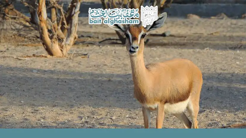 Nearby Cultural and Natural Attractions in Ash Sharqiyah South — Al Saleel Nature Reserve