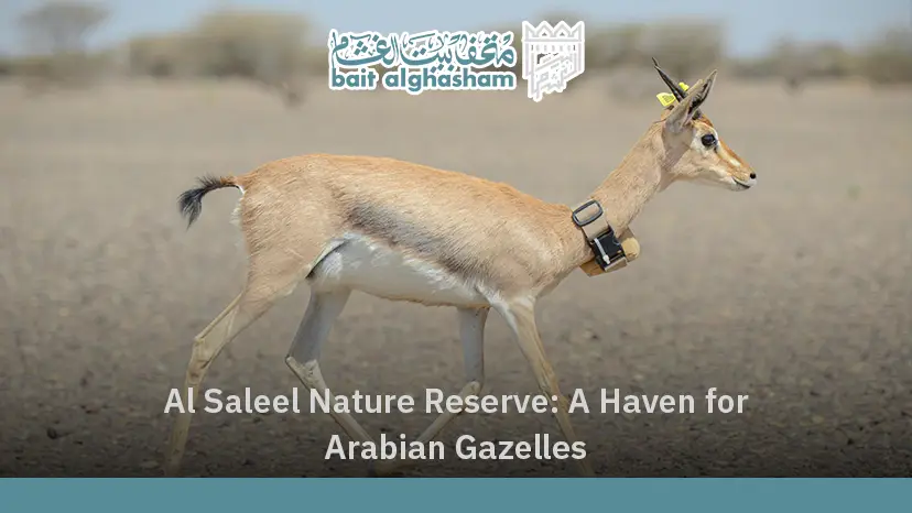 Al Saleel Nature Reserve: A Haven for Arabian Gazelles