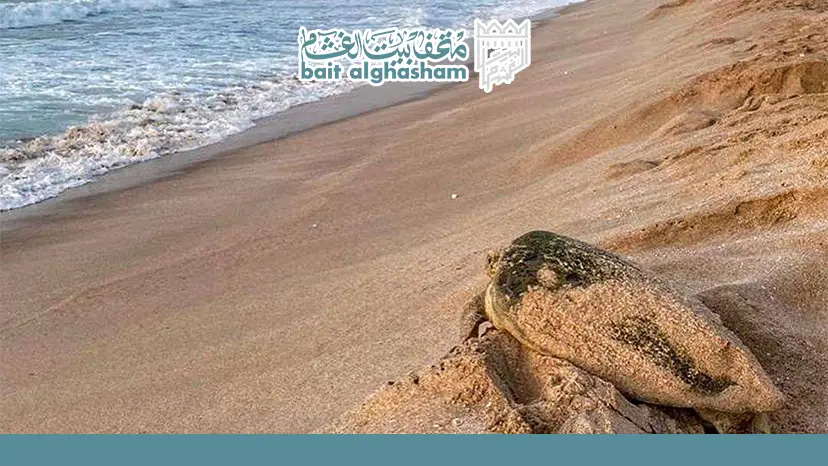 How to Book a Turtle Watching Tour — Ras Al Jinz Turtle Reserve