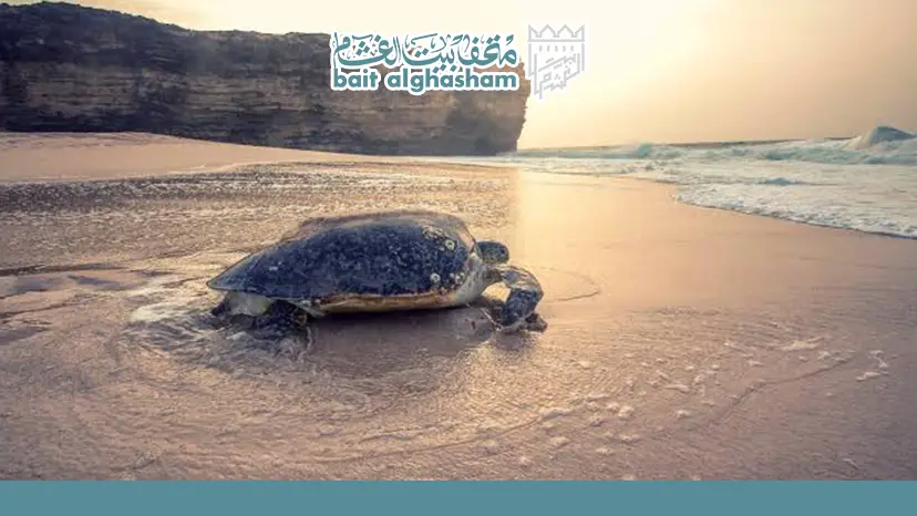 What to Pack for Your Turtle Watching Excursion — Ras Al Jinz Turtle Reserve