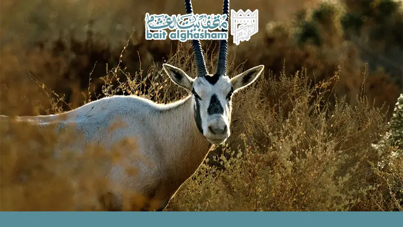 Key Characteristics and Adaptation Skills of the Arabian Oryx — Arabian Oryx Sanctuary Oman