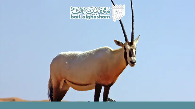 ​أسباب حذف المحمية من قائمة التراث العالمي لليونسكو عام 2007 — محمية المها العربي