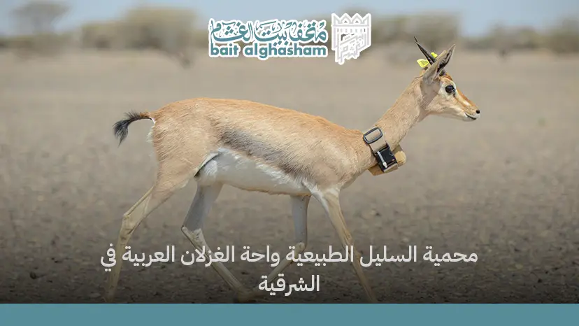 محمية السليل الطبيعية: واحة الغزلان العربية في الشرقية